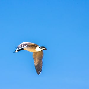 Canada Goose In Flight