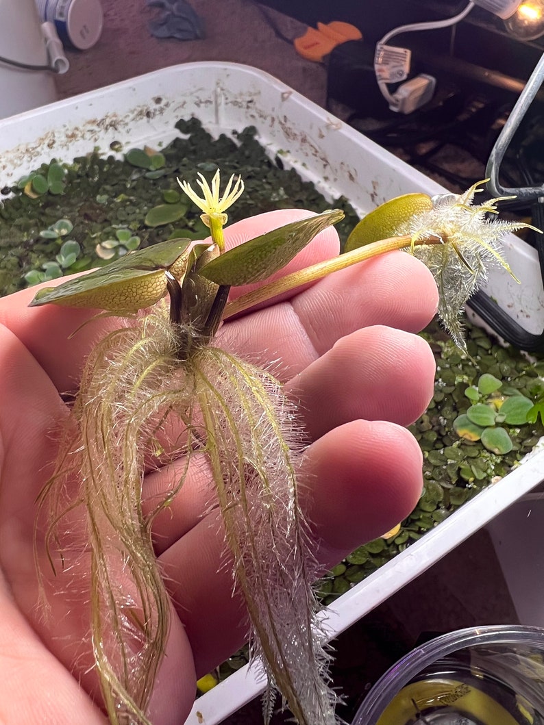 Complete Floating Plant Package Etsy