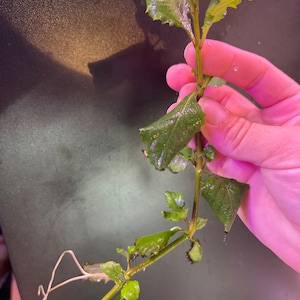 Water wisteria (3 stems) easy aquarium stem plant