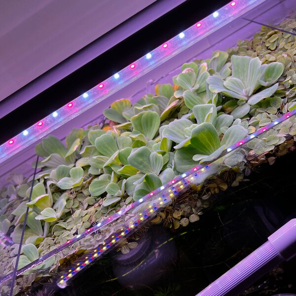 Water Lettuce Floating Aquarium Plants