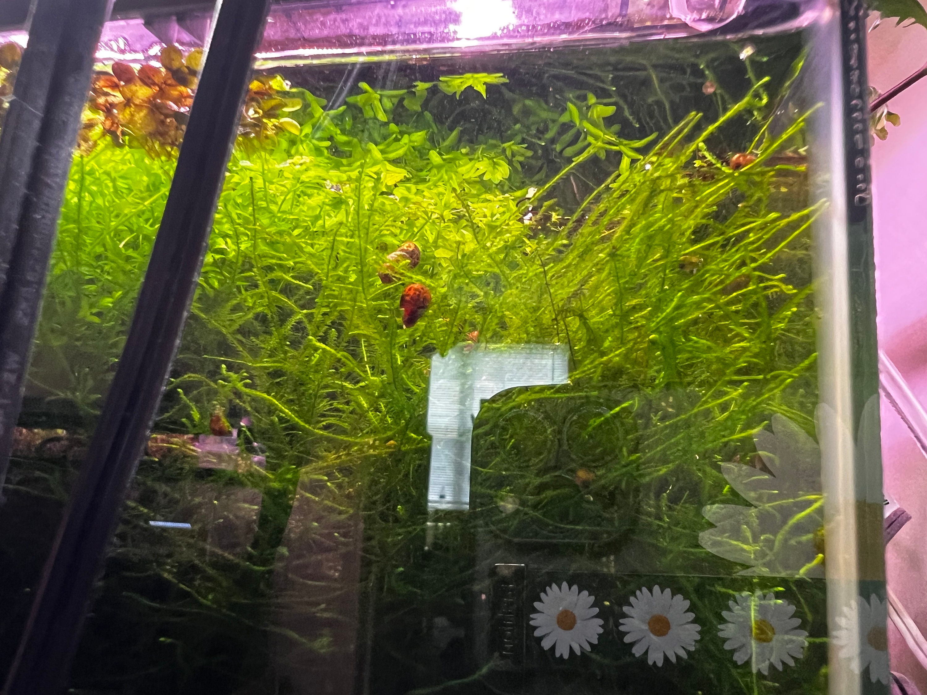 25 x Marimo Moss Balls Live Aquarium Cladophora Plant Fish Tank Shrimp  (5-7mm)