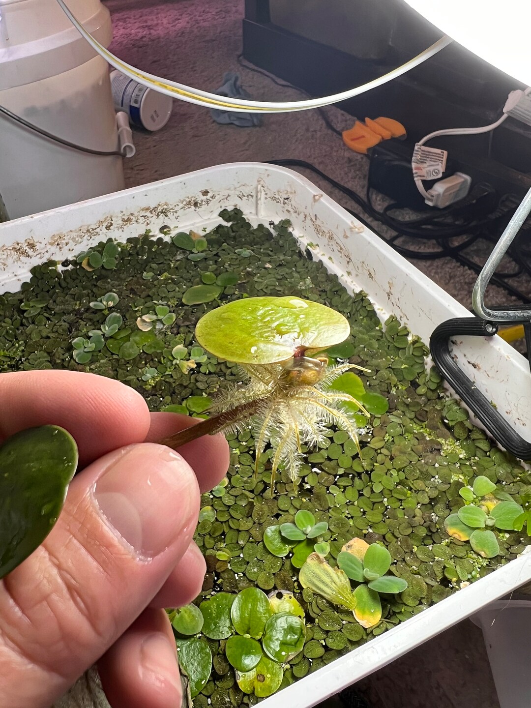 Water Wisteria Easy Aquarium Stem Plant Etsy