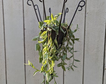 Wall Mount Plant Holder - Wrought Iron - Amish made in the USA