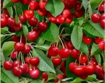 Berry Good Cherries by Elizabeth Studio 100% Cotton Quilting & Sewing Fabric