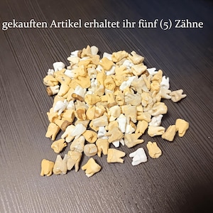 Könnte beinhalten: Eine große Ansammlung kleiner, realistischer Zahnrepliken in Weiß-, Cremeweiß- und Beigetönen. Der Text "Pro gekauften Artikel erhaltet ihr fünf (5) Zähne" steht über dem Haufen und gibt an, dass pro gekauftem Artikel fünf Zähne enthalten sind.