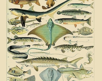 Sea Life Print | Poissons Art | Adolphe Millot Print | Fish Species Poster | Vintage Millot Print | Millot Ocean Print | 11x14 Poster Print