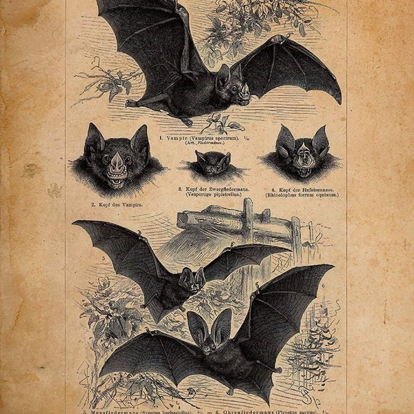 Bat Art Print | Bat Artwork | Bat Poster | Bat Lover Art | Bat Species Art | Vintage Bat Print | Bat Species Art | 11x14 Poster Print