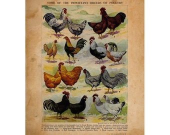 Chicken Poster |Chicken Breeds |Poultry Breeds Art |Poultry Artwork |Poultry Poster |Poultry Print |Vintage Chicken Art |11x14 Poster Print