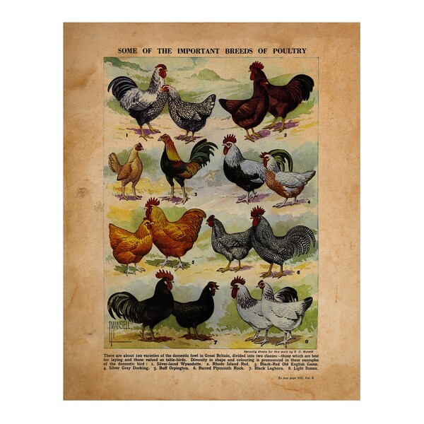 Poultry Etsy Poultry Etsy
