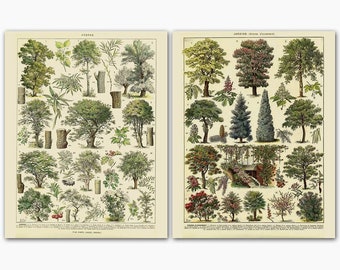 Botanical Print Sets | Nature Inspired Art | Vintage Botanical Poster | Tree Species Poster | 2 Piece Wall Art | 11x14 Poster Print