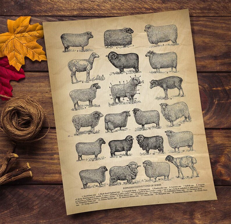 Sheep Breeds Poster Types of Sheep Sheep Poster Antique Etsy Canada