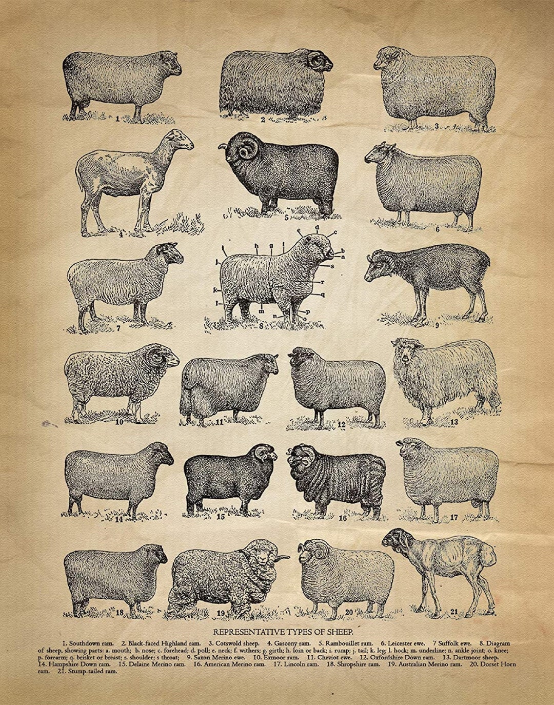 Sheep Breeds Poster Types of Sheep Sheep Poster Antique Sheep Art Farm