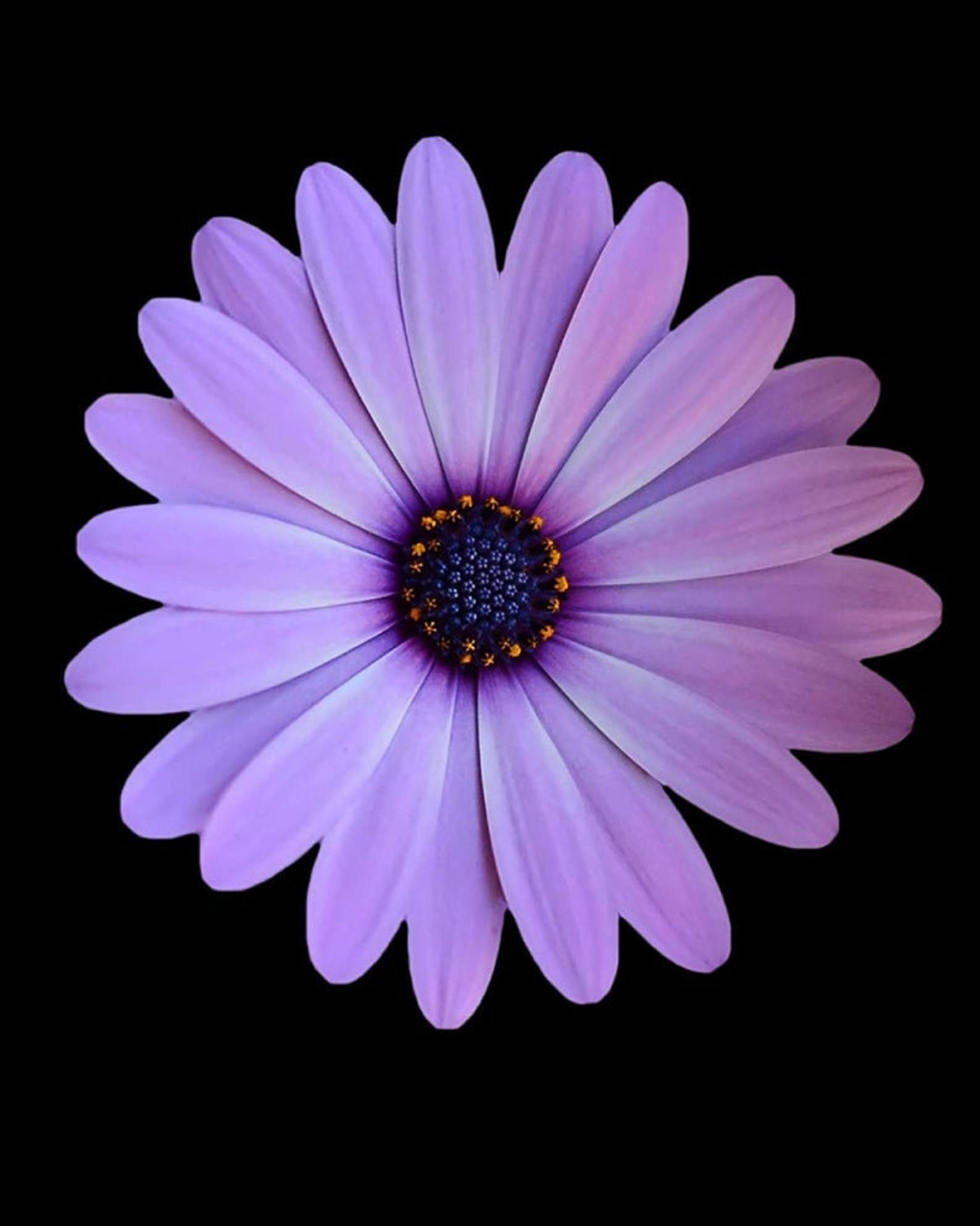 Floral Wall Art Set Simple Flower Print Flowers Minimal Etsy