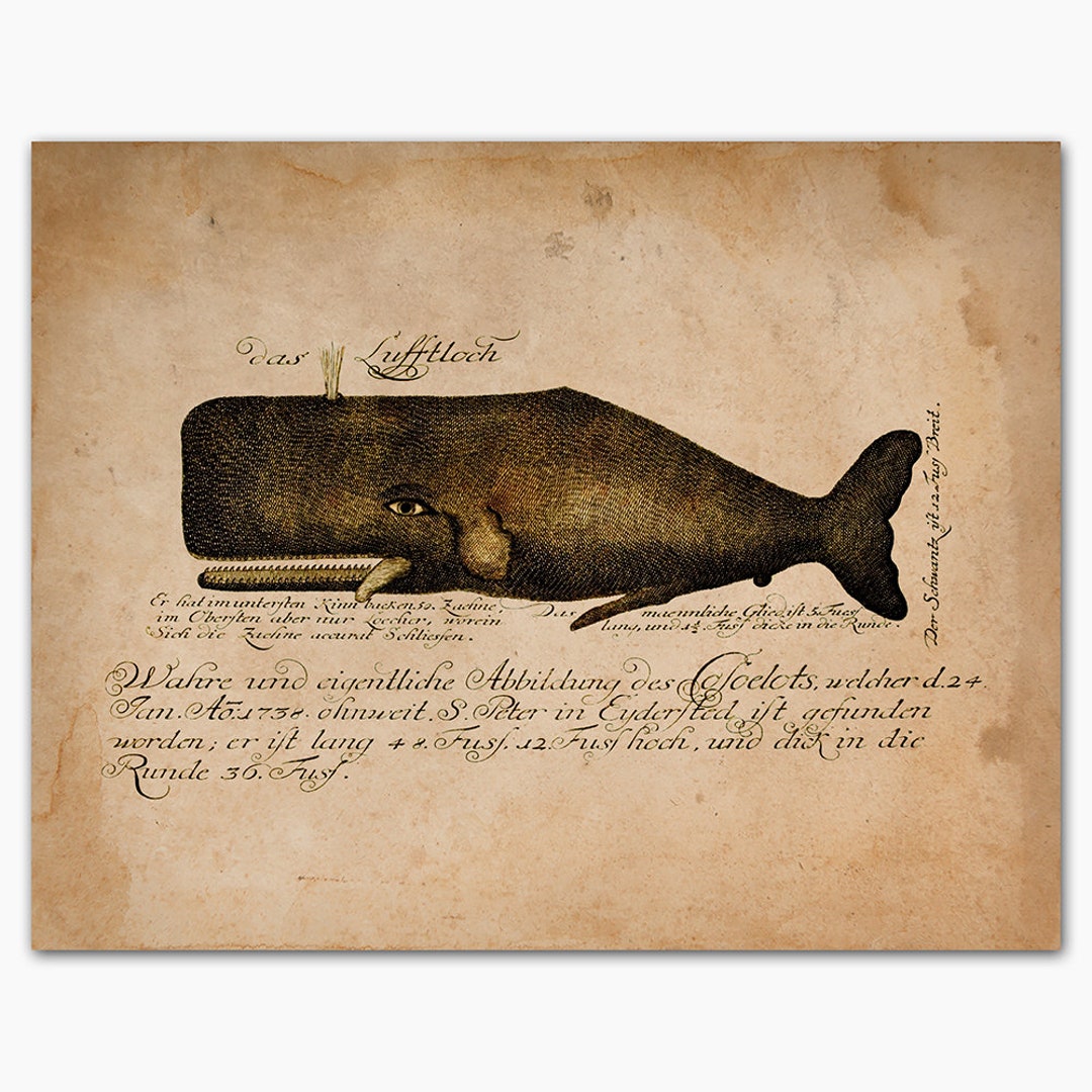 Nantucket Whale Art whale Lithographwhale Illustrationwhaling ...