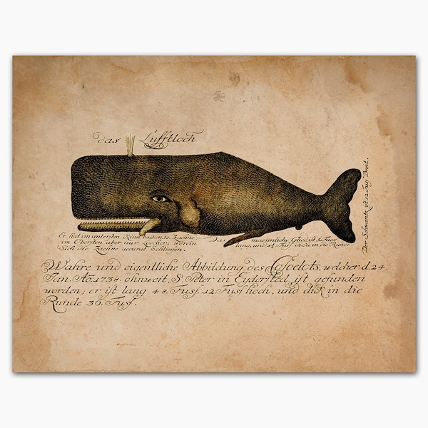 Nantucket Whale Art |Whale Lithograph|Whale Illustration|Whaling Print|Whaling Antique|Vintage Whale Print|Whale Wall Art|11x14 Poster Print