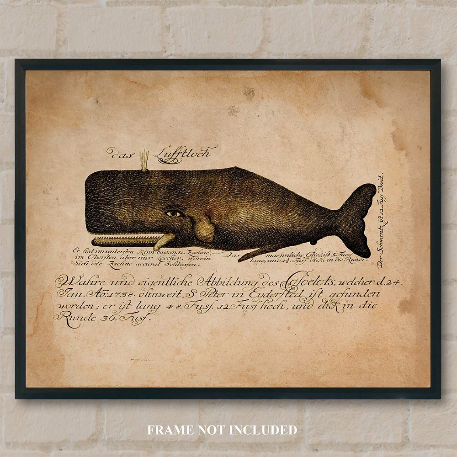Nantucket Whale Art Whale LithographWhale | Etsy