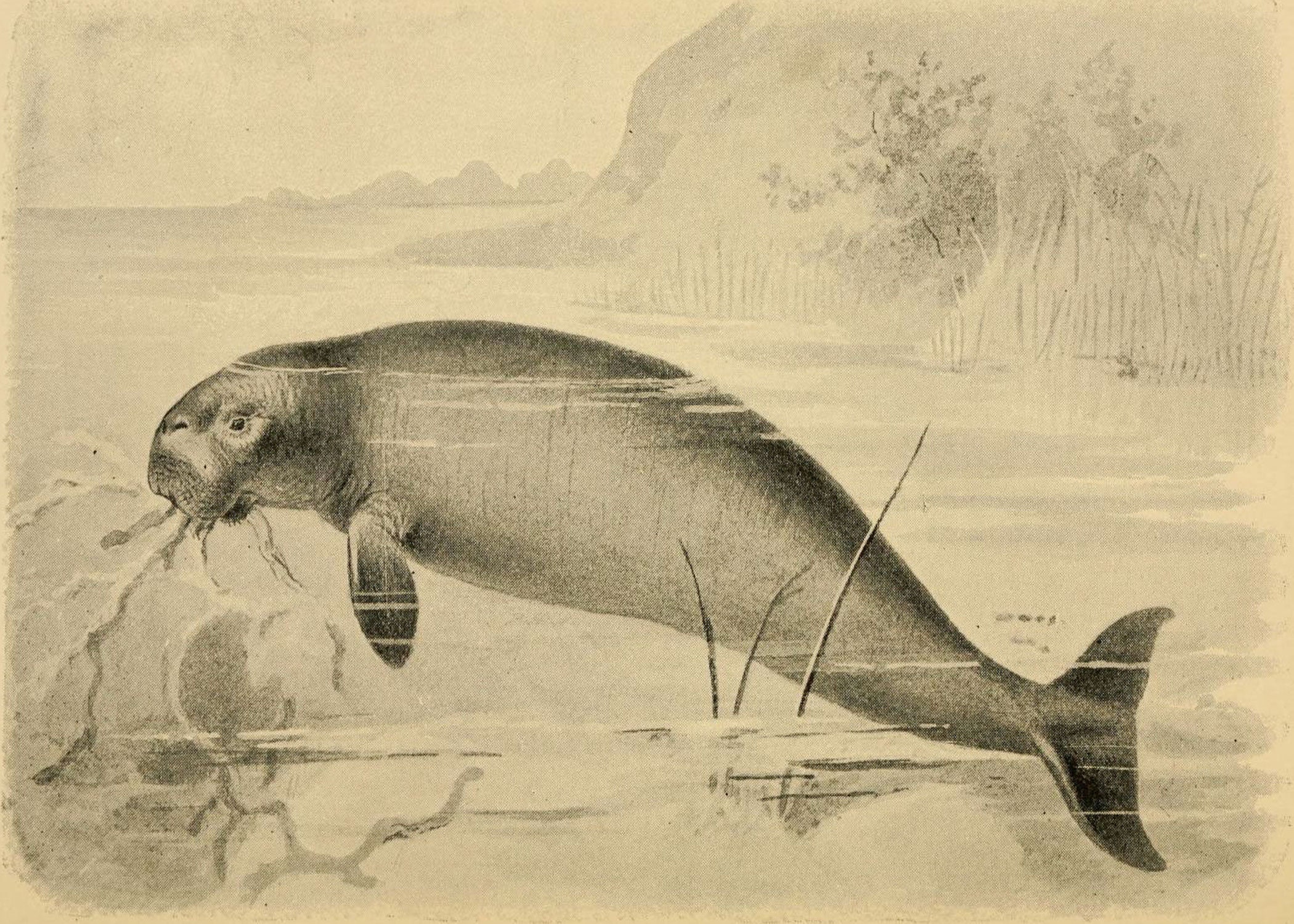 Steller'S Sea Cow: The Manatee'S Extinct, Gigantic Cousin - bq4kvc1