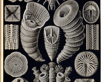 Microscopic Coral Shell Diversity in Black and White - Digital Download of Vintage Scientific Illustration