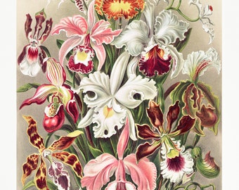 Vintage Scientific Illustration of Several Beautiful Orchid Flower Species - Digital Download