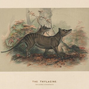 Vintage Drawing of Extinct Thylacine Tasmanian Wolf
