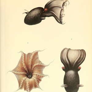 Digital Download of a Vintage Drawing of a Vampire Squid