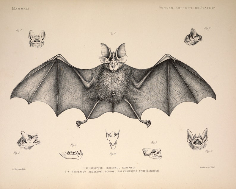 Vintage Drawing of a Horseshoe Bat With Unique Facial Characteristics