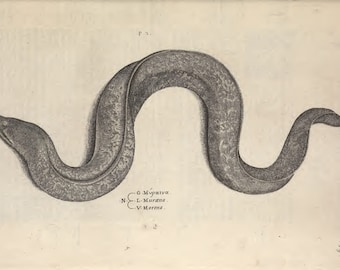 Vintage Scientific Drawing of Moray Eel