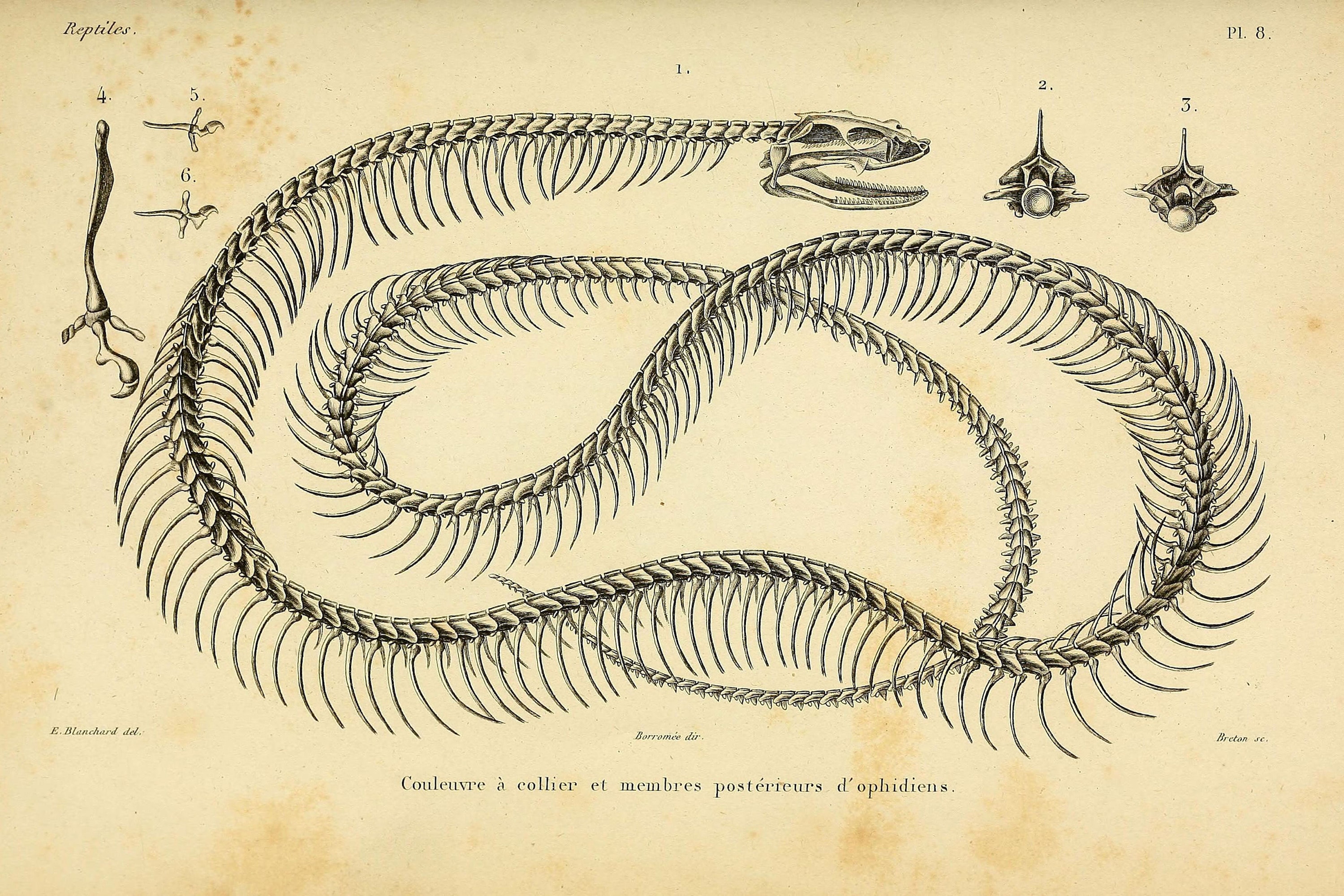 Vintage Image of a Snake Skeleton Digital Download Etsy UK