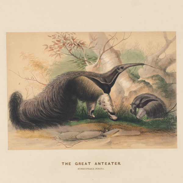 Vintage Drawing of Giant Anteater