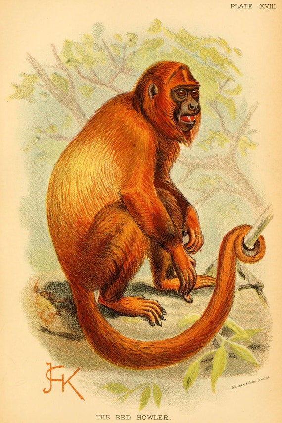 Digital Download of a Vintage Drawing of a Red Howler Monkey | Etsy