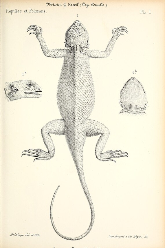 Vintage Hand Drawn Sketch of an Arboreal Lizard Digital - Etsy Vintage Hand Drawn Sketch of an Arboreal Lizard Digital - Etsy