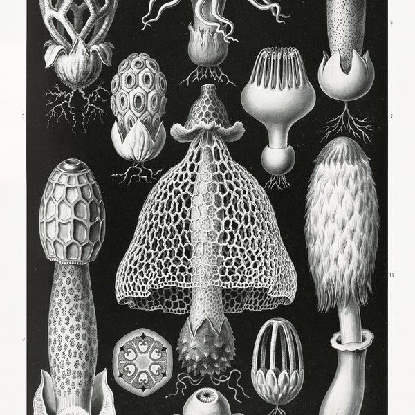 Close-up Vintage Scientific Illustration of Black and White Fungi