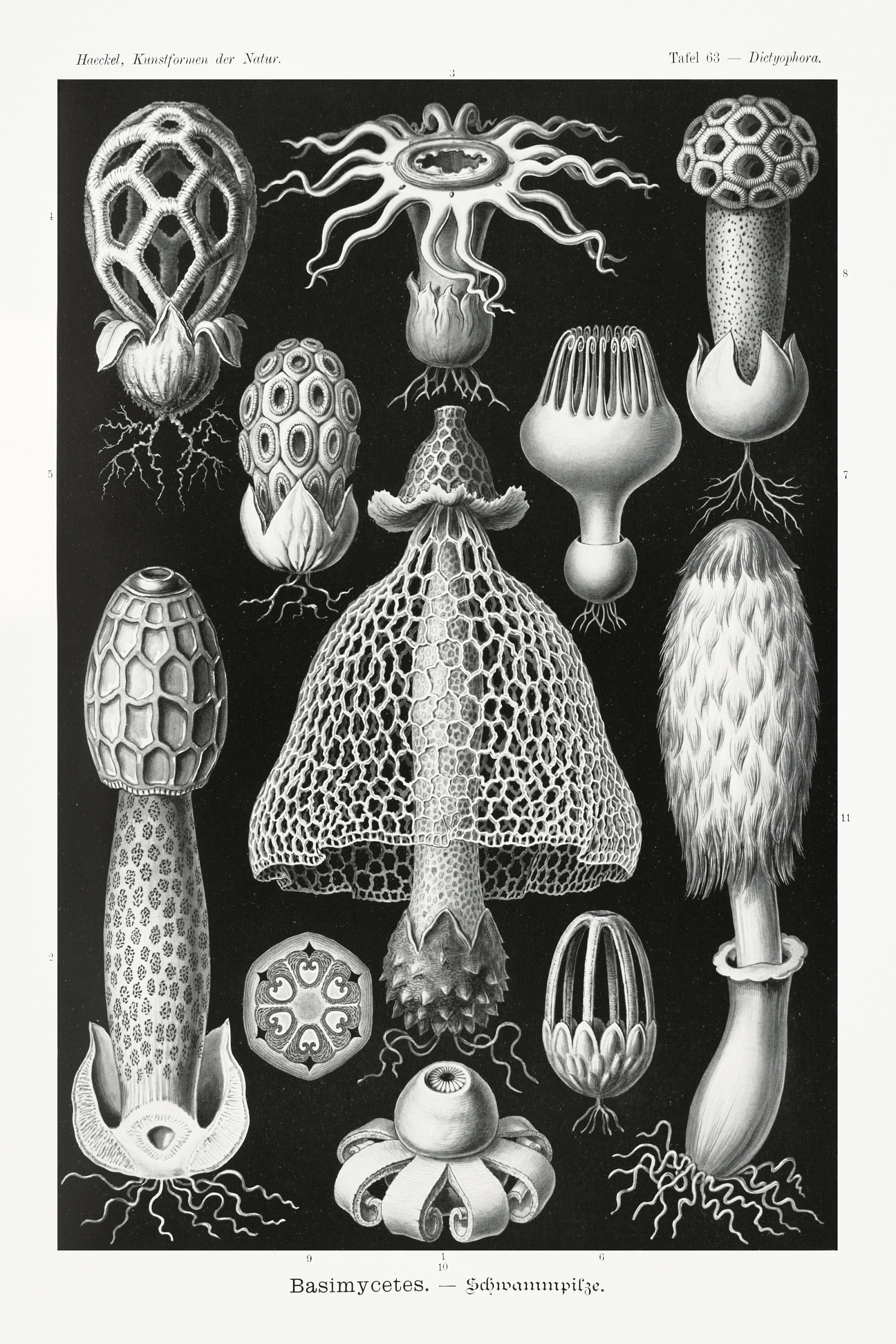 Close-up Vintage Scientific Illustration of Black and White Fungi - Etsy