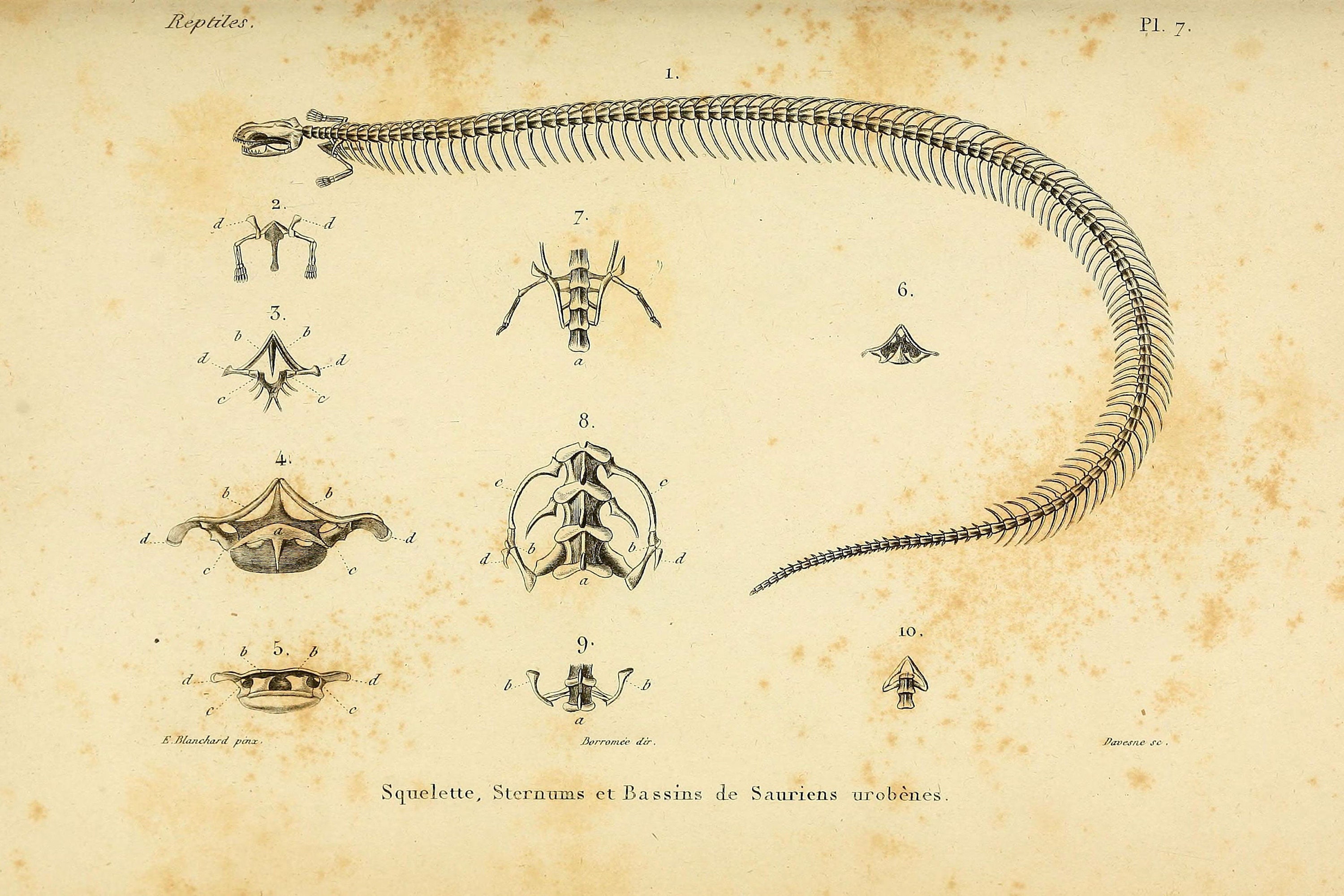Legless Lizard Skeleton