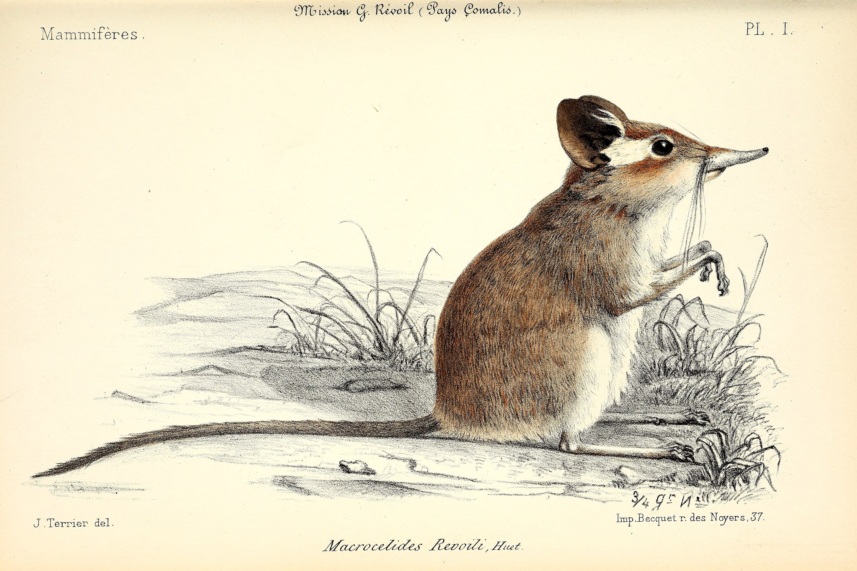 Vintage Drawing Of The Elephant Shrew Digital Download Etsy Israel