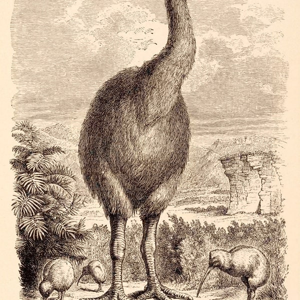 Vintage Drawing of Extinct Moa Bird Skeleton