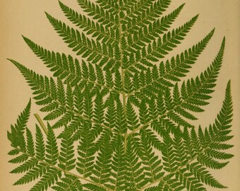 Vintage Fern Leaf Drawing