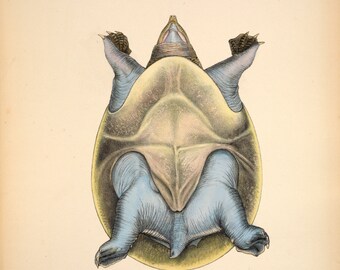 Dessin vintage du dessous de la tortue bleue à carapace molle