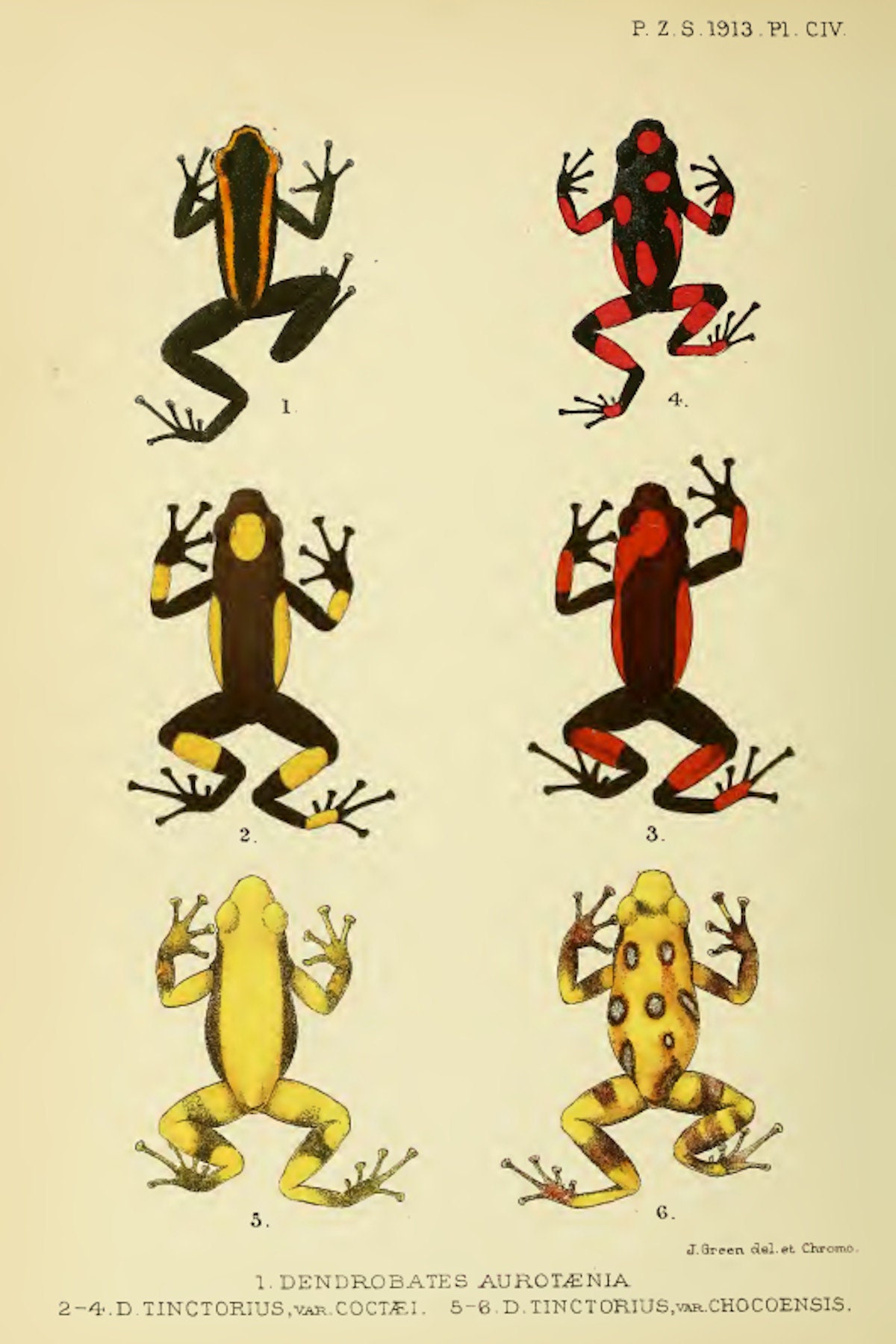Vintage Scientific Drawing of Colourful Frogs Etsy