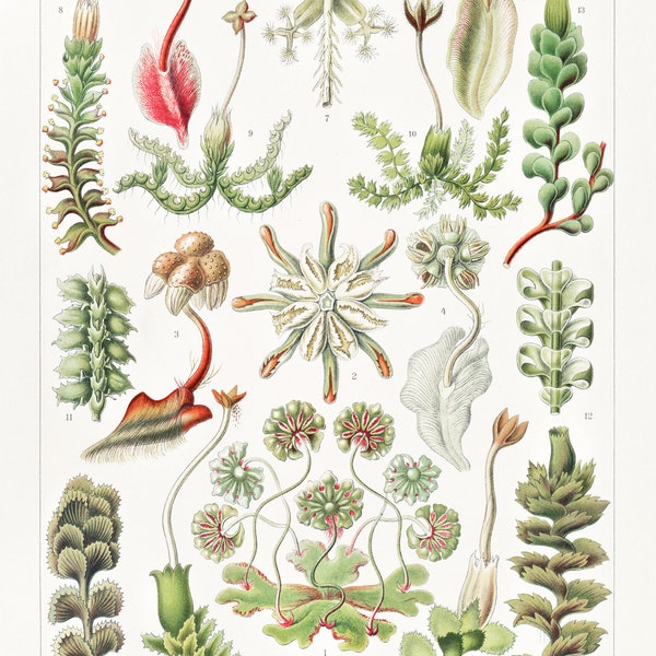 Land Plants known as Liverworts - Digital Download of a Vintage Scientific Illustration