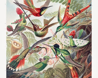 Vintage Scientific Illustration of Colourful Hummingbird Species - Digital Download