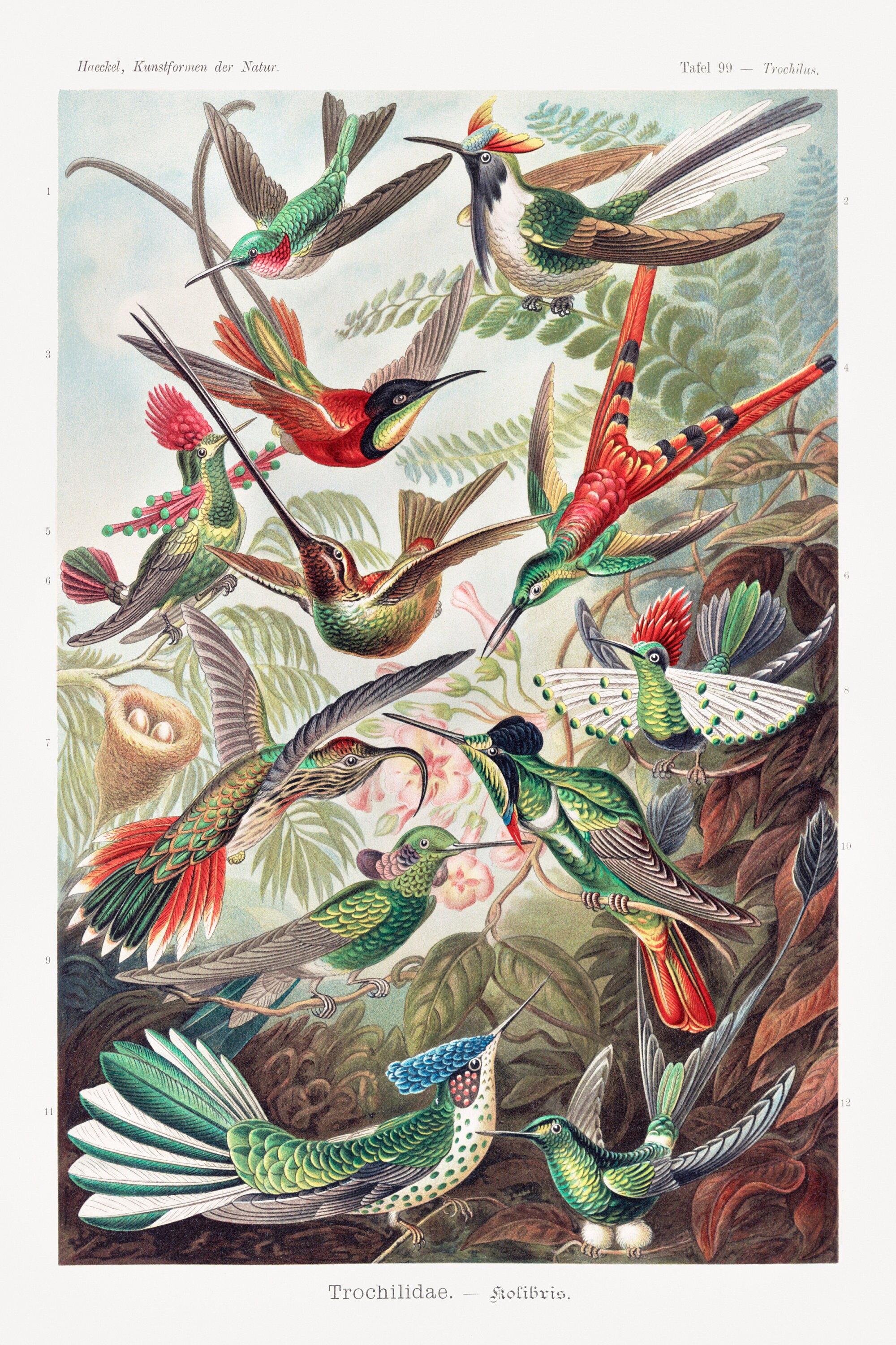 Vintage Scientific Illustration of Colourful Hummingbird Species