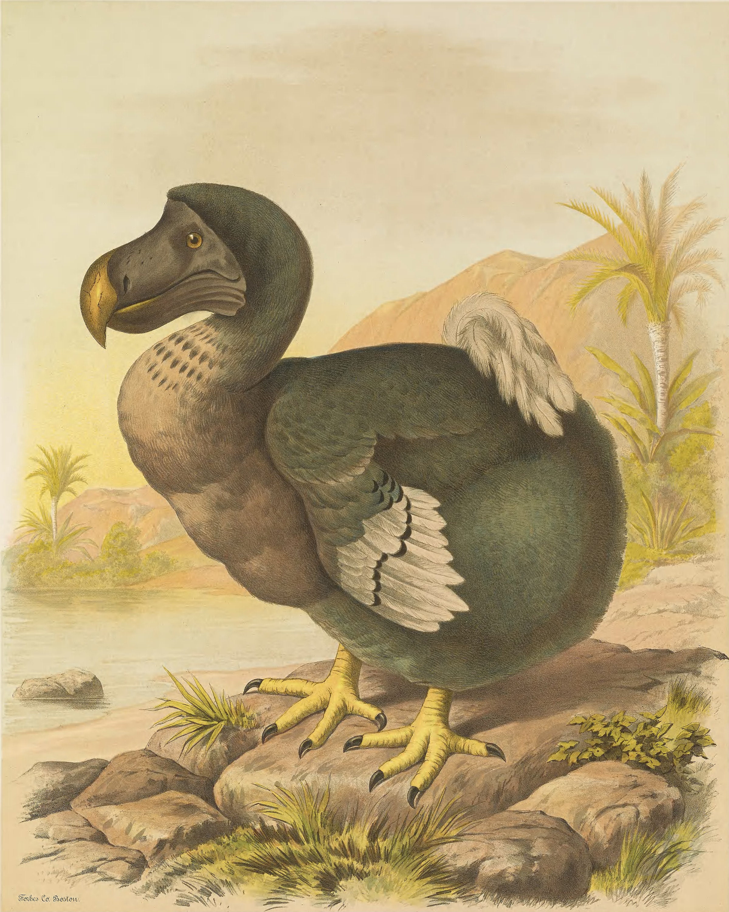 The dodo became in 1681. Маврикийский Дронт Додо. Вымершая птица Додо. Птица Дронт Маврикий. Птица Додо Маврикий.