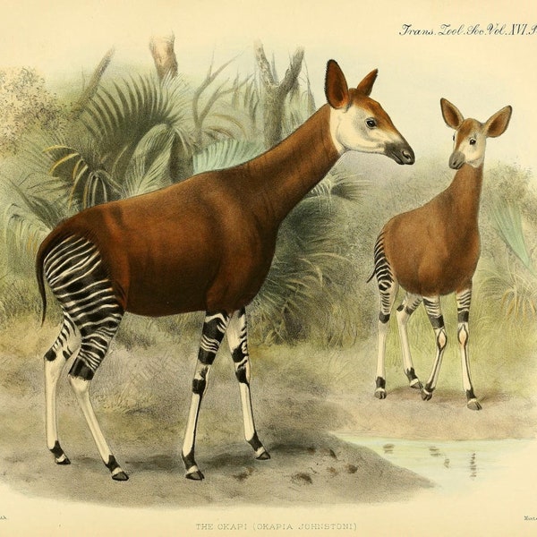 Okapi - Etsy