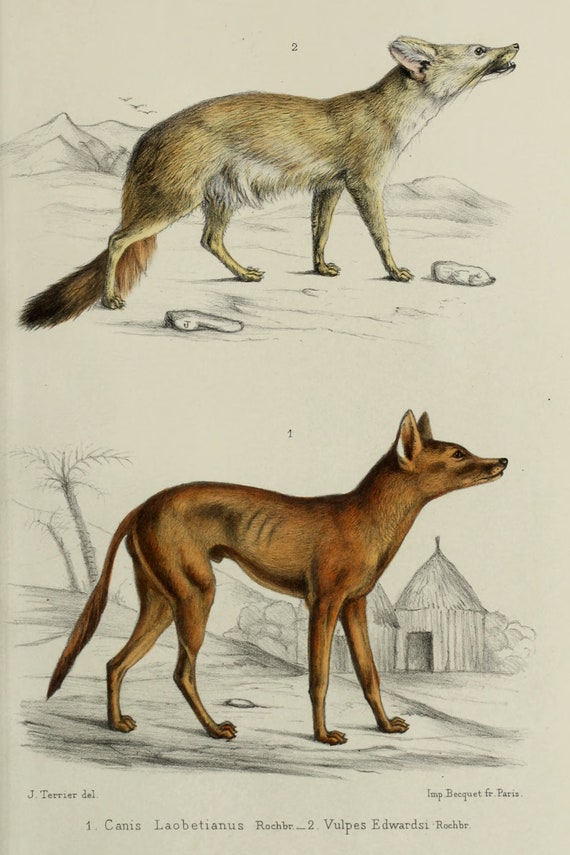 Digital Download Of Vintage Drawing Of Extinct Dog And Fox Etsy Digital Download Of Vintage Drawing Of Extinct Dog And Fox Etsy