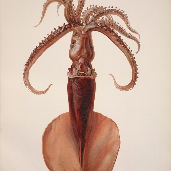 Vintage Illustration of a Whiplash Squid