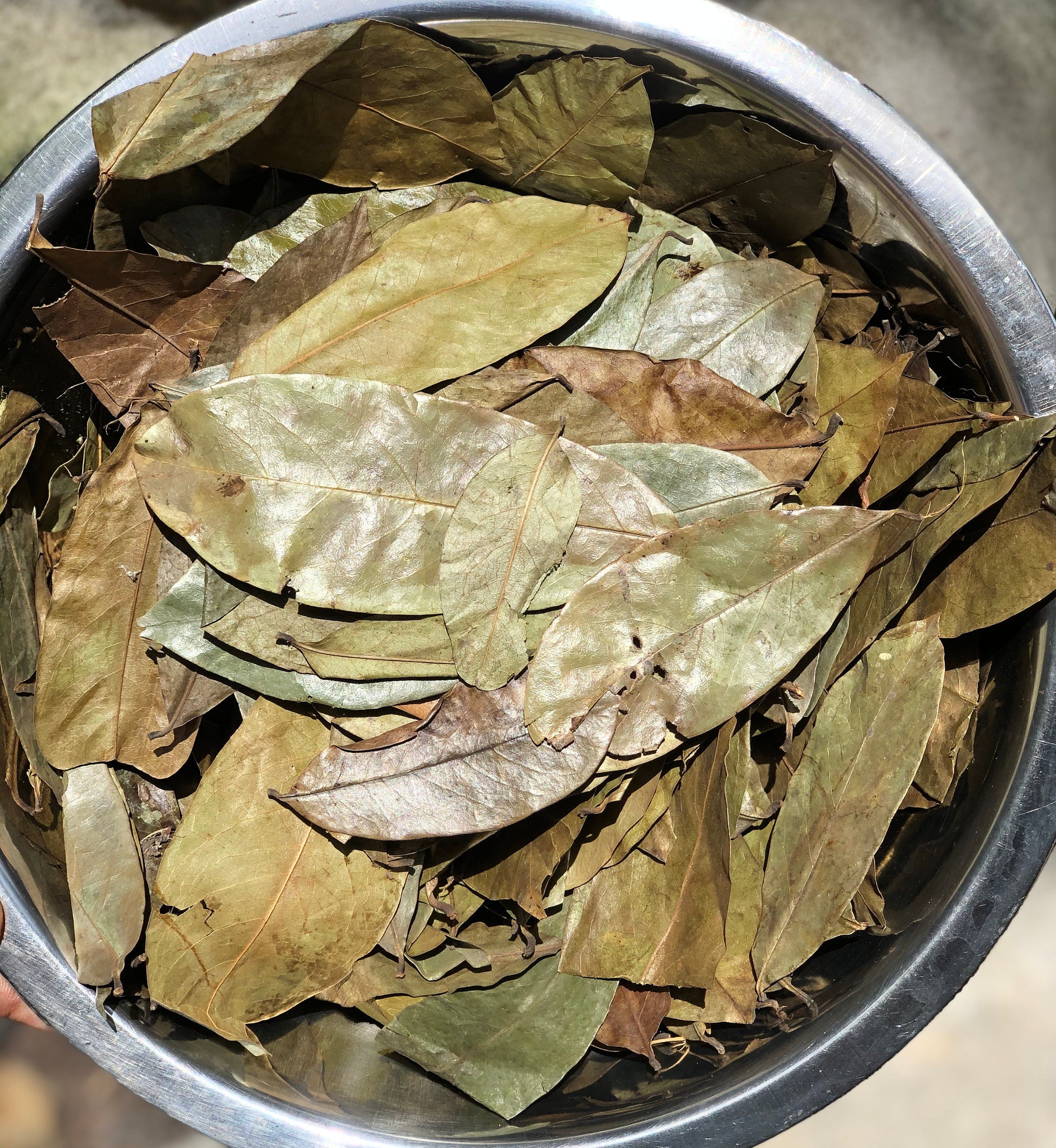 Hojas de guanábana secas 100 orgánicas Annona muricata 1oz Etsy España