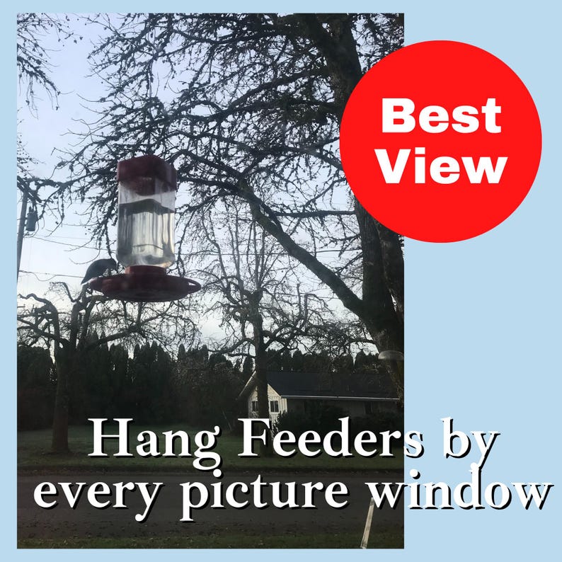 May include: A clear plastic bird feeder with a red base hanging from a tree branch. A red circle in the upper right corner contains the white text Best View. The white text at the bottom reads Hang Feeders by every picture window.