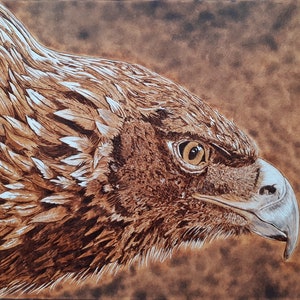 Eagle pyrography woodburning