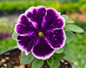 Crazytunia Asterisk Petunia - 4" Growers Pot
